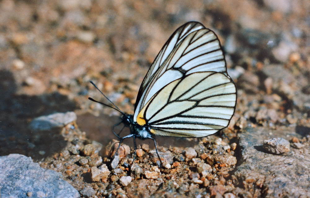 Aporia hippia