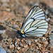 Aporia hippia - Photo (c) Pavel Gorbunov, some rights reserved (CC BY-NC), uploaded by Pavel Gorbunov