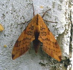 Clanis undulosa