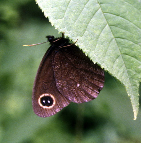 Erebia wanga