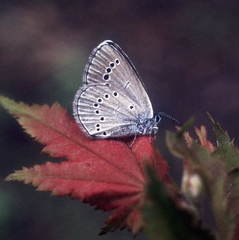 Glaucopsyche lycormas