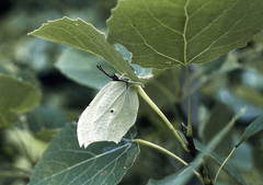 Gonepteryx aspasia