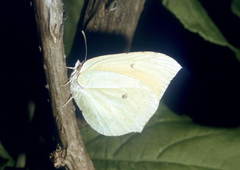 Gonepteryx maxima