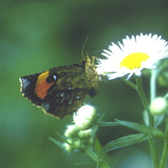 Pterodecta felderi