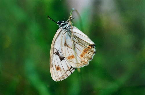 Melanargia halimede