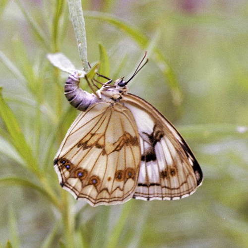 Melanargia halimede