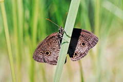 Ypthima motschulskyi