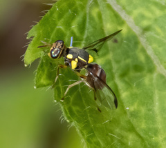 Bactrocera albistrigata