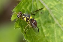 Bactrocera albistrigata