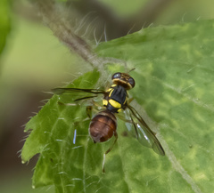 Bactrocera albistrigata