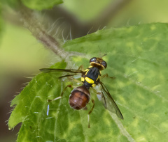 Bactrocera albistrigata