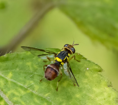Bactrocera albistrigata