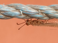 Myrmeleontidae