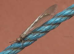 Myrmeleontidae