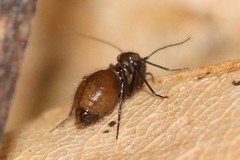 Bertkauia crosbyana