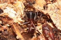 Castianeira cingulata