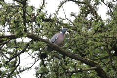 Columba palumbus