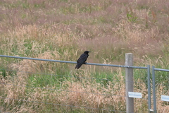 Corvus corone