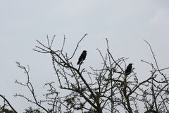 Corvus corone