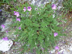 Erodium glandulosum