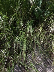 Bromus tectorum