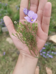 Nierembergia linariifolia