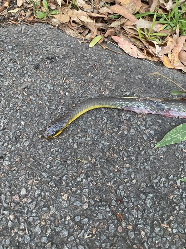 Common Tree Snake sighting