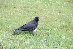 Corvus corone