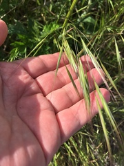 Bromus tectorum