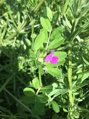 Vicia sativa