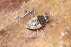 Microvelia americana