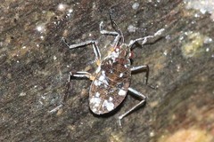 Microvelia americana