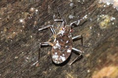 Microvelia americana