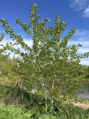 Populus deltoides