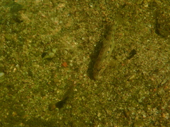 Gobio occitaniae