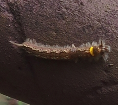 Euthrix isocyma