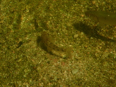 Gobio occitaniae
