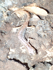 Speleomantes genei