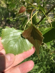 Populus deltoides