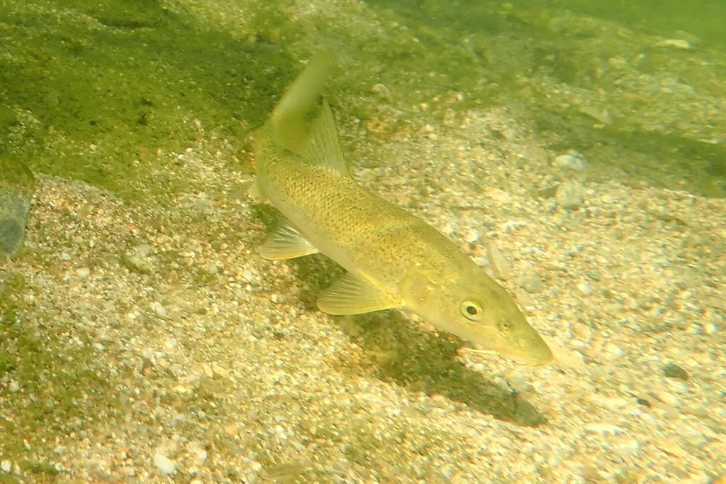 Barbel (Barbus barbus) — Cyprinidae