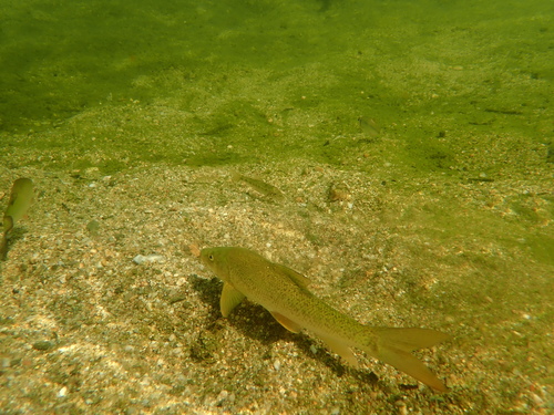 Barbel (Barbus barbus) — Cyprinidae — 2