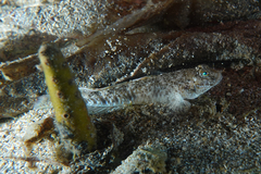Favonigobius