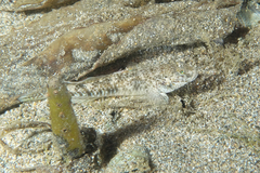 Favonigobius