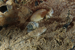 Favonigobius