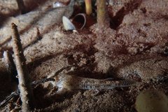 Favonigobius
