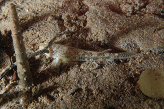 Favonigobius