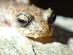 Speleomantes genei