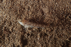 Favonigobius