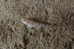 Favonigobius