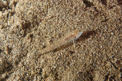 Favonigobius